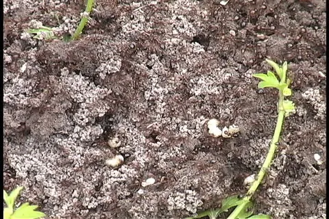 火蚂蚁山缩小路易斯安那证券的录像 ... 火蚂蚁山缩小路易斯安那证券的录像 ...