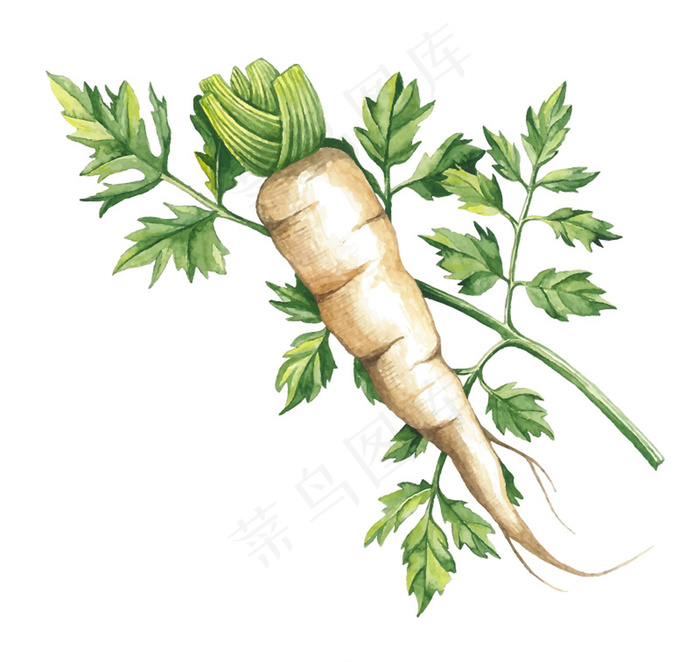 手绘白萝卜与萝卜缨