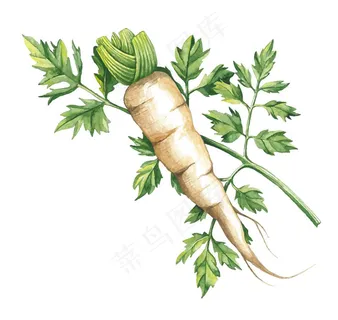 手绘白萝卜与萝卜缨