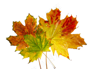 叶子秋天的树叶枫叶枝叶png设计元...