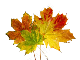 叶子秋天的树叶枫叶枝叶png设计元...