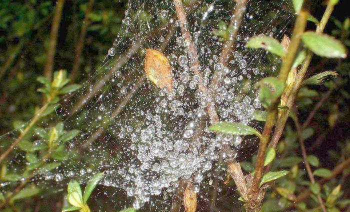 雨中景图片