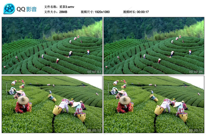 采茶视频素材