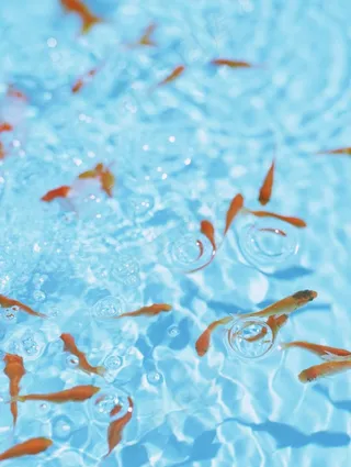 水池里的金鱼图片