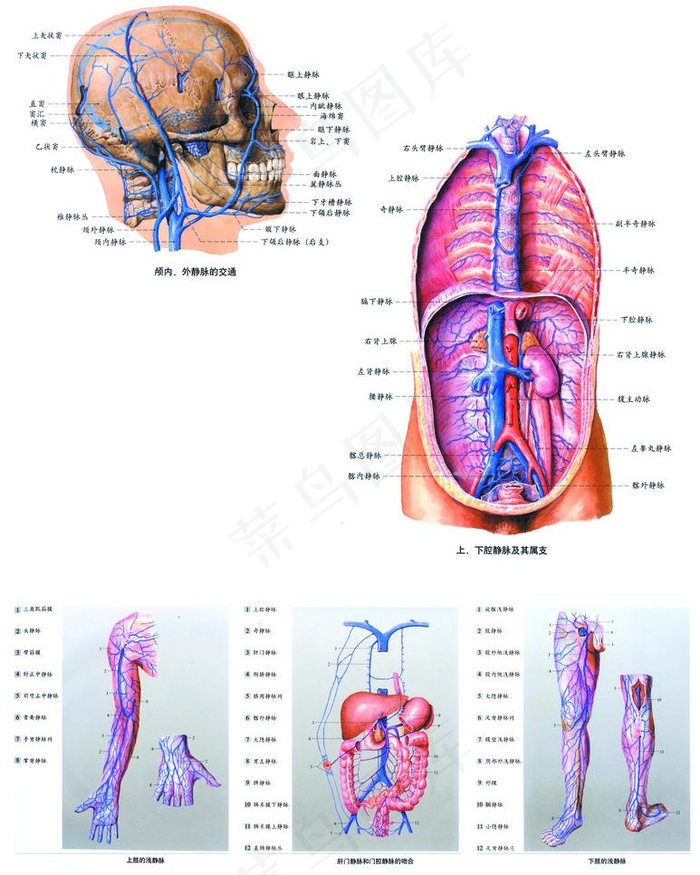 人体解剖图图片