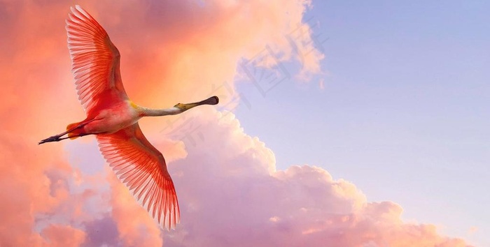 火烈鸟图片
