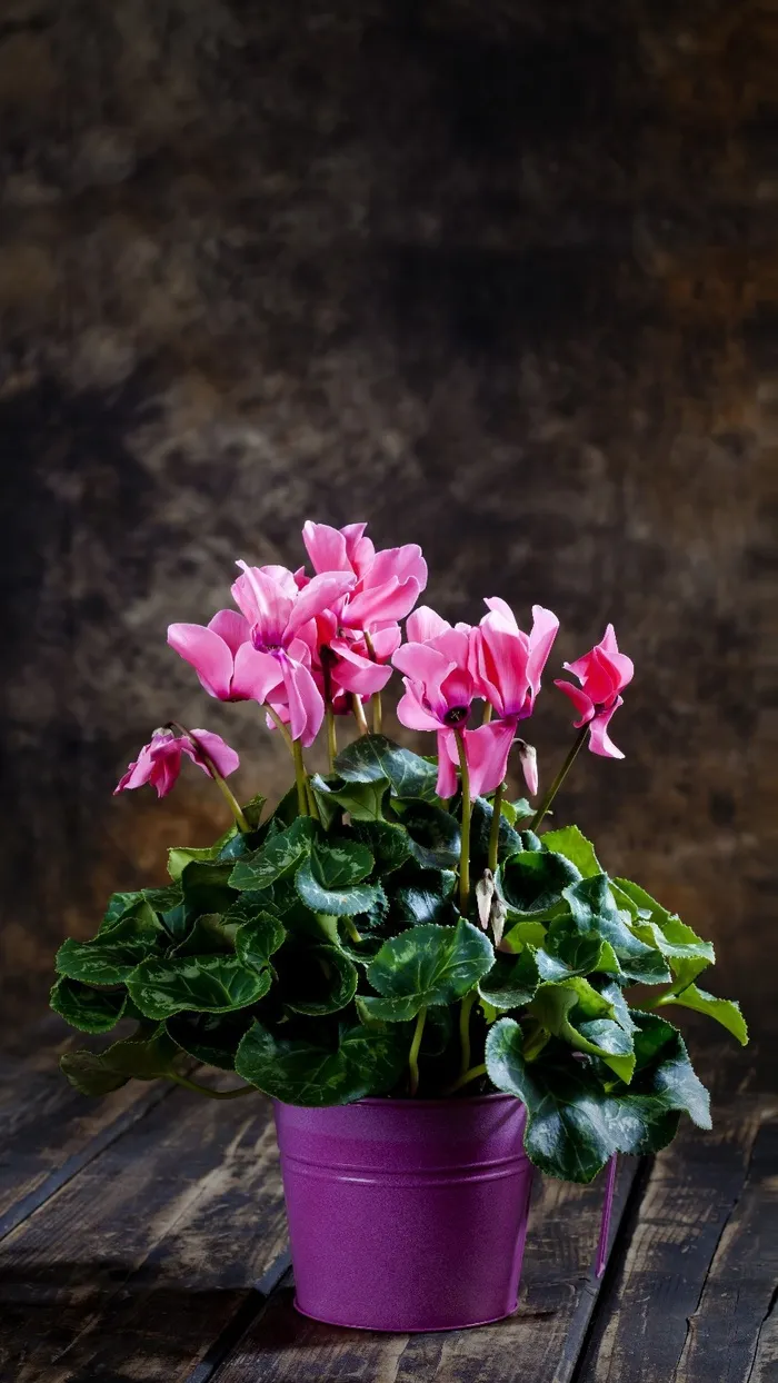 鲜花高清摄影图片