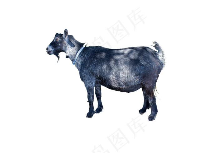 山羊