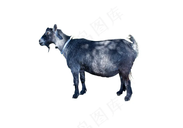 山羊