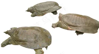 甲鱼免抠素材PSD分层