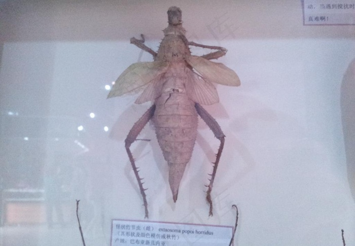 竹节虫标本图片
