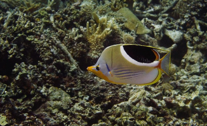 海洋生物图片