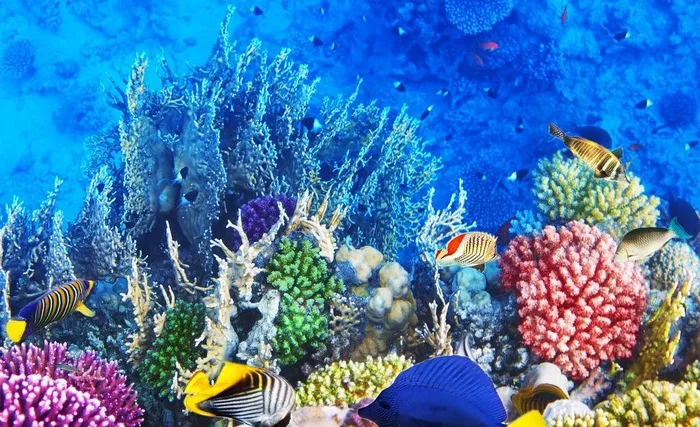 海洋生物图片