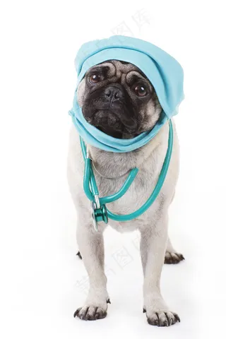 戴听诊器的小狗图片