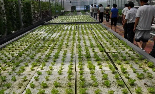 蔬菜大棚无土栽培图片