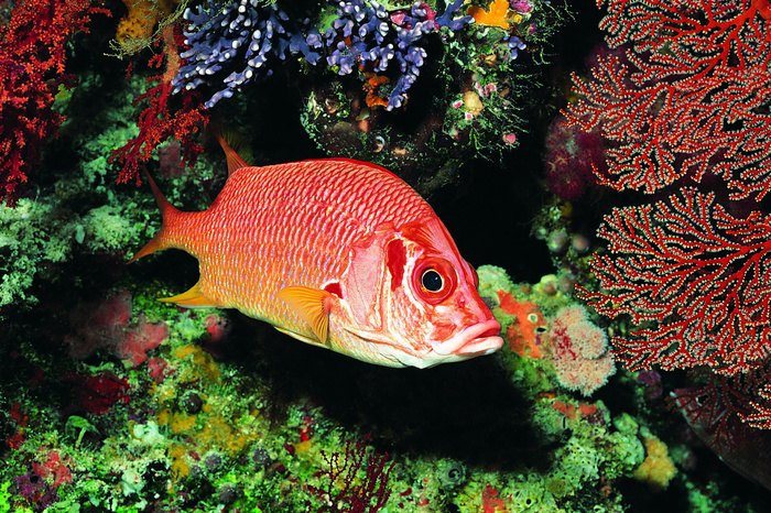 海底世界摄影图片素材