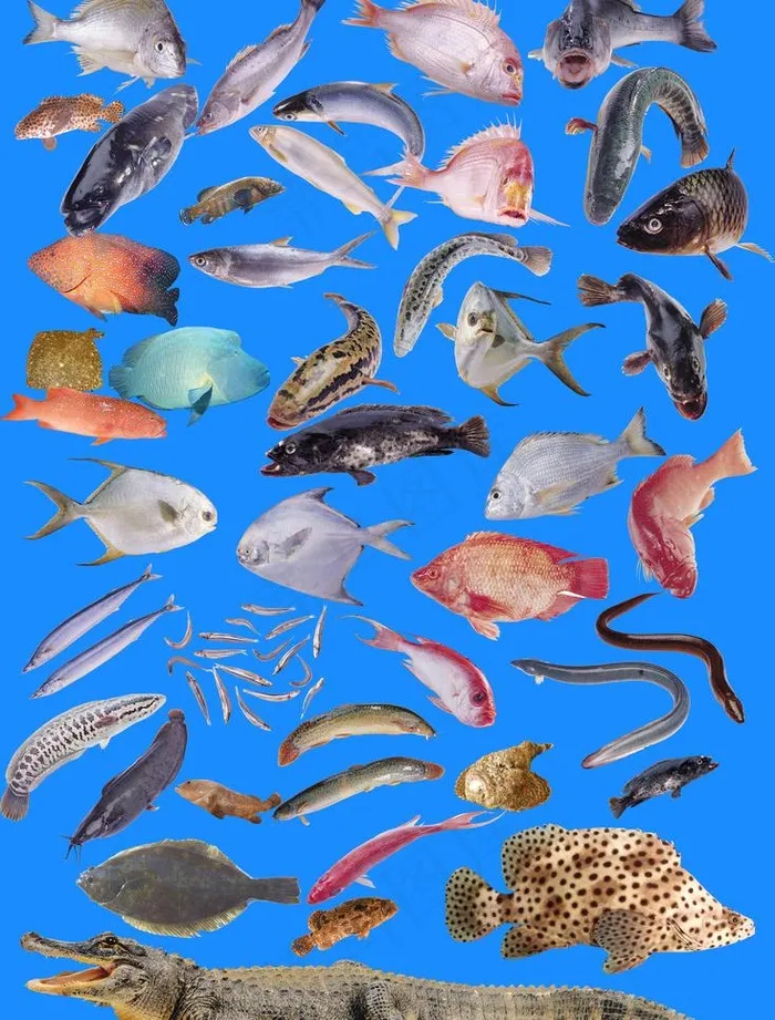海鲜之都 鱼类图片(4488X6260(DPI:300))psd模版下载