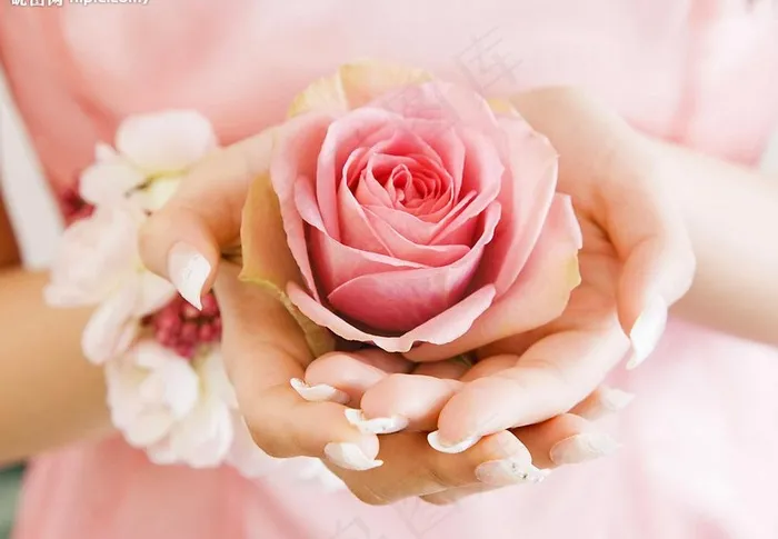 情人节芳香粉红玫瑰茉莉花环少女双手图片