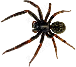 各种昆虫素材分层免扣大图