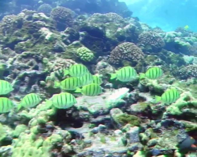 海底世界背景视频素材