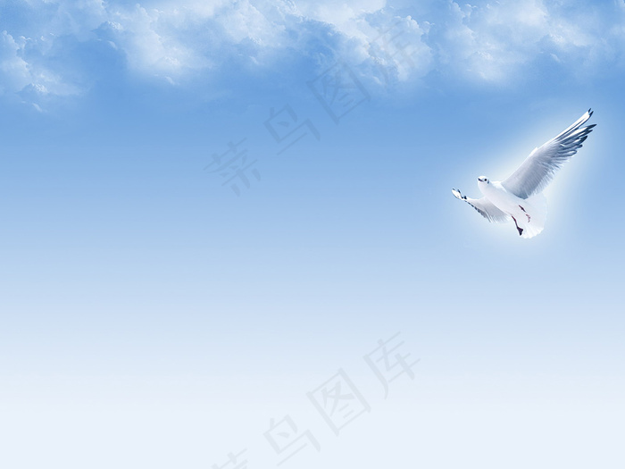白色的鸽子