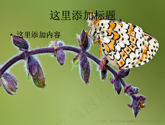 养眼摄影风光植物