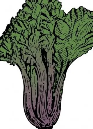 瑞士甜菜剪贴画