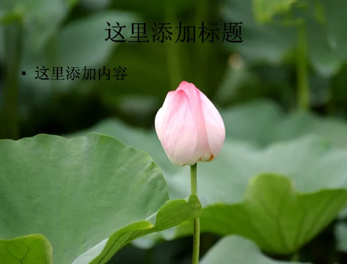 美丽的荷花(7)