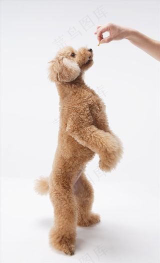 可爱贵宾犬图片