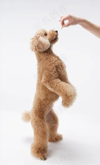 可爱贵宾犬图片