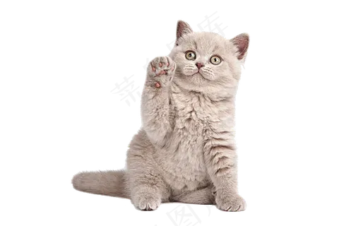 可爱猫咪素材