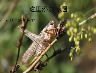 夏日蝗虫高清PPT(9)