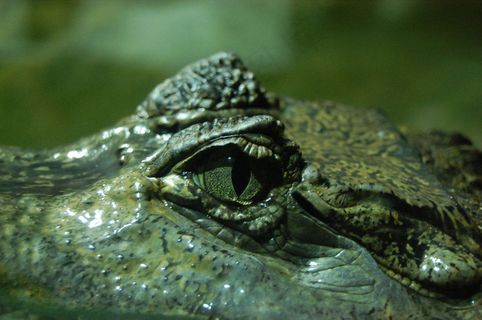 鳄鱼的眼睛图片