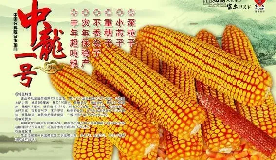 玉米种子图片