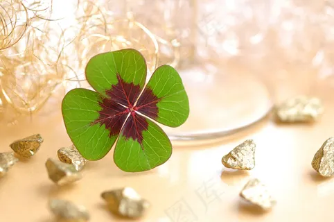 黄金与四叶草摄影图片