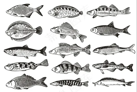 德国鱼单色插图矢量 德国鱼单色插图矢量