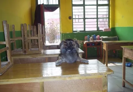 爱学习的小狗图片