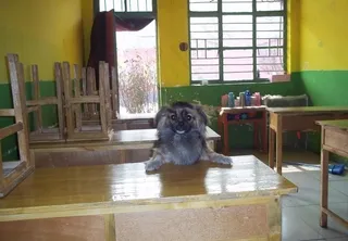 爱学习的小狗图片