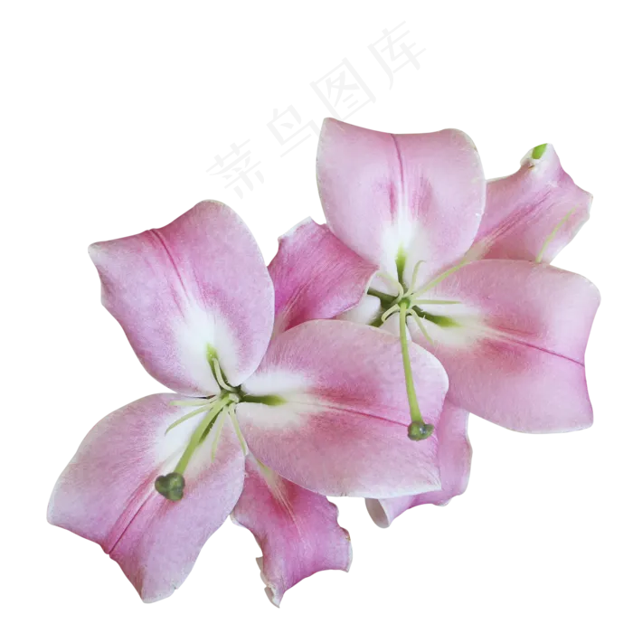 百合花花卉百合花花卉