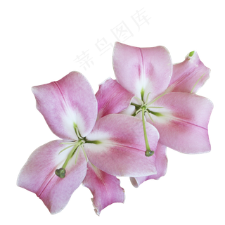 百合花花卉百合花花卉