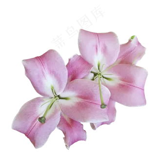 百合花花卉百合花花卉