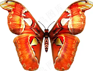 火色蝴蝶