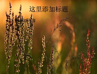 瑞典之夏：风光风景宽屏