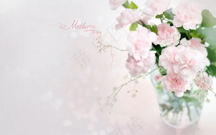 盛放的康乃馨PSD素材psd模版下载