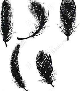 羽毛 禽类羽毛 黑色羽毛 鸟类 生物世界 矢量 ai图片