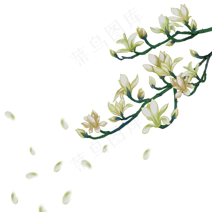 手绘玉兰花枝头花瓣装饰图案,免抠元素(2000*2000px 300 dpi )psd模版下载