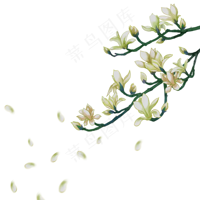 手绘玉兰花枝头花瓣装饰图案,免抠元素(2000*2000px 300 dpi )psd模版下载
