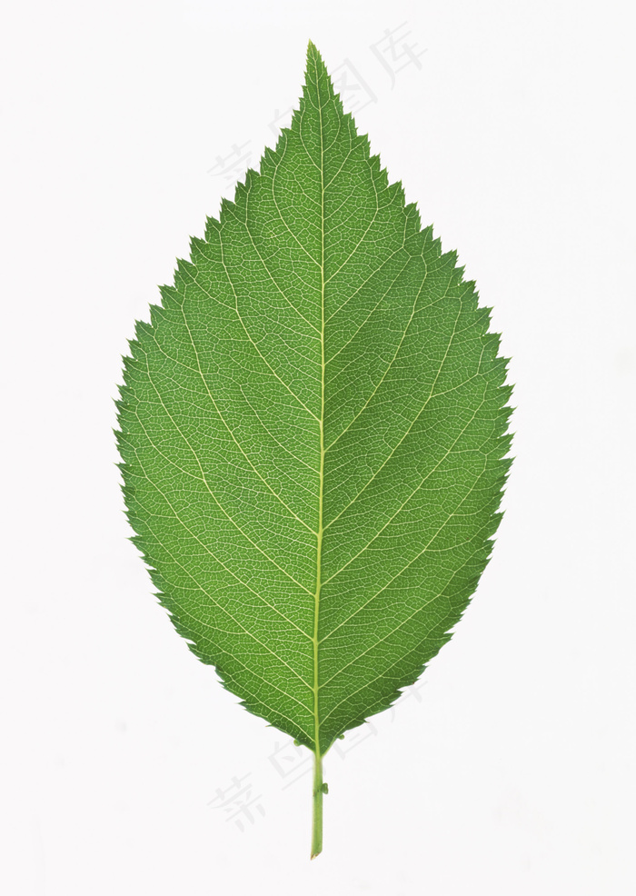 清新树叶背景图