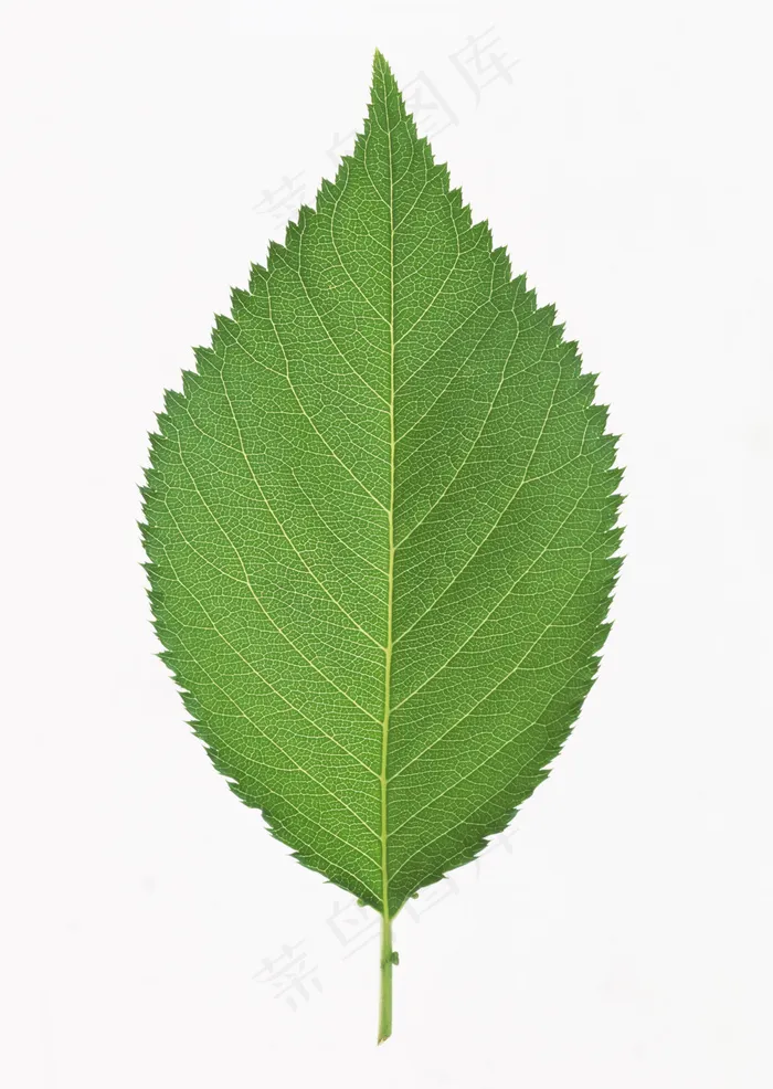 清新树叶背景图