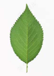 清新树叶背景图 清新树叶背景图